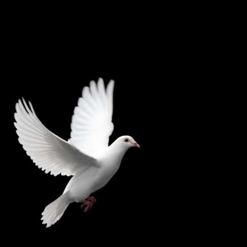 Meet your Posher, Dov